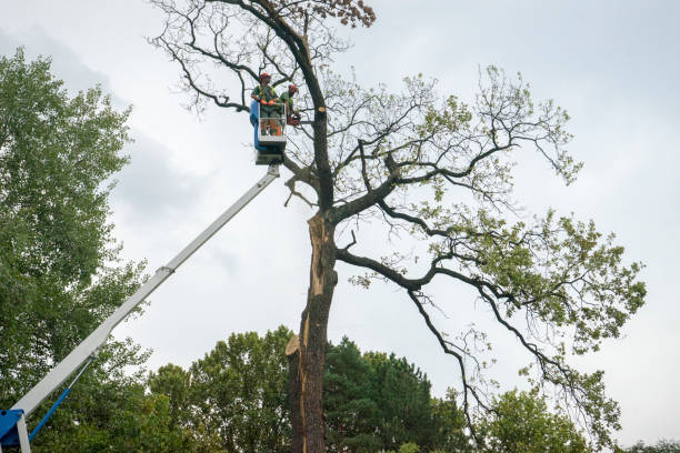 Why Choose Our Tree Removal Services in Douglas, GA?